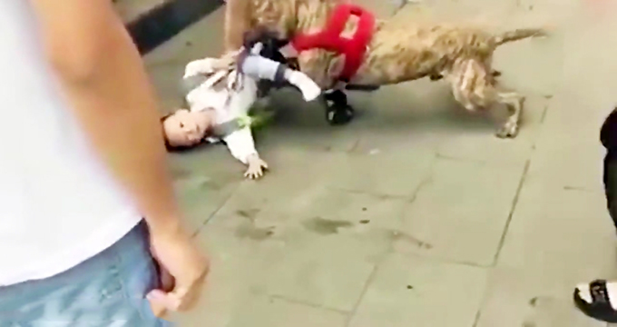حمله غافلگیرانه سگ به پسربچه‌‌ای در خیابان