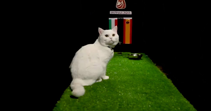 پیش بینی جالب بلوط گربه ورزش سه از بازی ایران - اسپانیا
