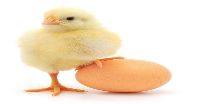 تخم‌مرغ 420 تومانی، دقیقا کجایی؟!