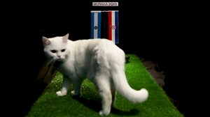 فیلم / پیش بینی بلوط گربه ورزش سه از بازی آرژانتین - کرواسی