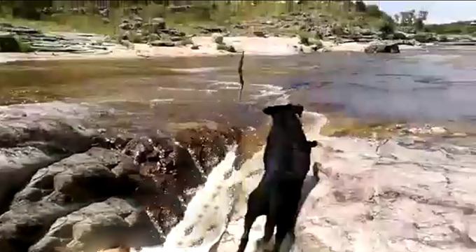 ویدئو/ نجات شجاعانه یک سگ‌ توسط هم نوعش!