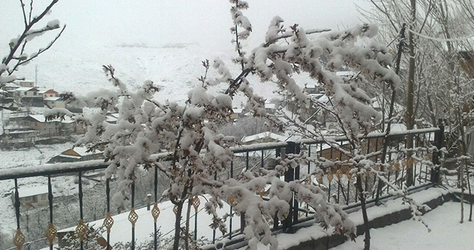 بارش برف و خسارت به باغداران البرزی