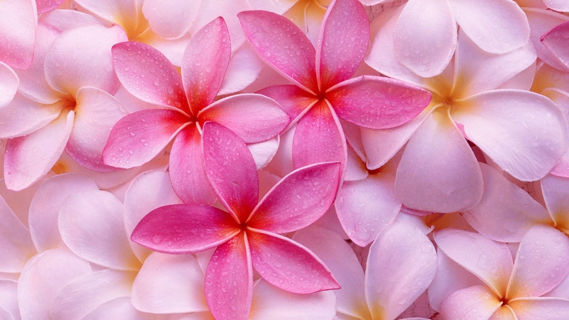 Flowers-Plumeria-Pink-HD-Wallpaper.jpg