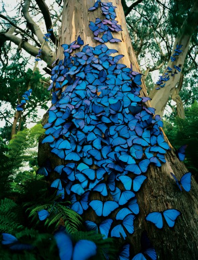 پروانه های آبی در جستجوی حقیقت ذات او...