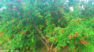 درخت انار دولت آباد برخوار