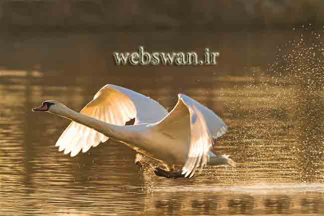 WEBSWAN.IR