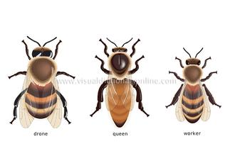 انواع زنبور عسل