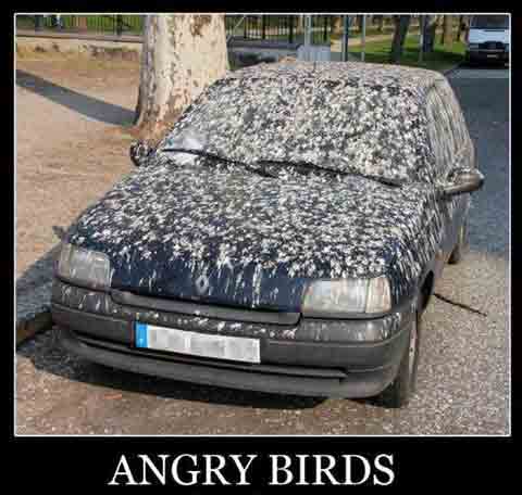 پرندگان خشمگین
