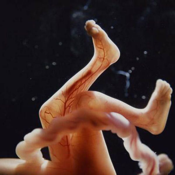 شبکه رگهای خونی پای جنین در حال ساخت استخوان