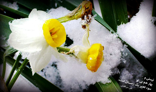 گل نرگس زیر برف