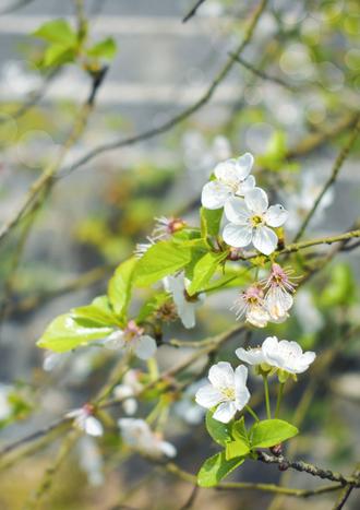 عکس مجانی شکوفه درخت آلبالو