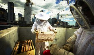 کندوی زنبور عسل در پشت بام