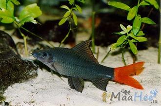 ماهی زینتی شارک سیاه دم قرمز به دسته ماهیان آکواریومی آب شیرین تعلق دارد