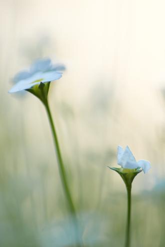 2 شکوفه آبی گل