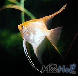 ماهی زینتی آنجل یا فرشته ماهی از جمله ماهیان آکواریومی آب شیرین است