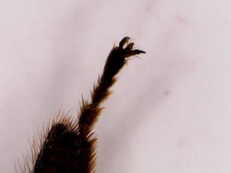 پای زنبور زیر میکروسکوپ