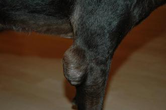 بیماری هیگروما در سگ