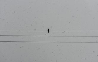 پرنده سیاه در روز برفی