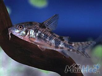 ماهی زینتی کوریدوراس فلفلی به دسته ماهیان آکواریومی آب شیرین تعلق دارد