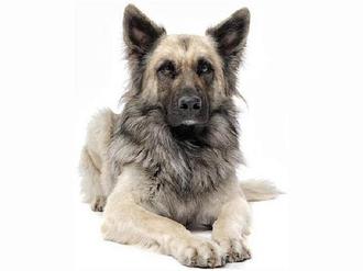  بیماری پاروو ویروس در سگ ها
