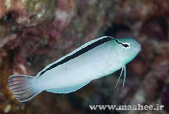 ماهی زینتی بلنی دیسکو به دسته ماهیان آکواریومی آب شور تعلق دارد