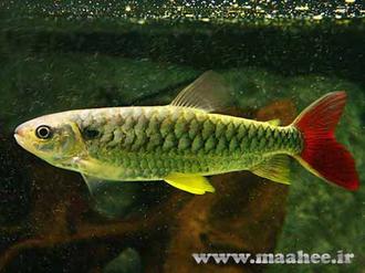 ماهی زینتی تترا دم صورتی به دسته ماهیان آکواریومی آب شیرین تعلق دارد