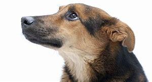 بیماری پرودنتال در سگ
