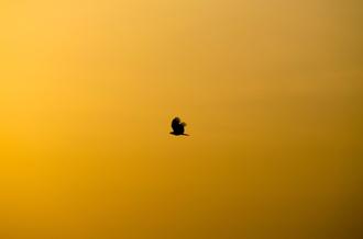 پرنده در حال پرواز هنگام غروب نارنجی خورشید