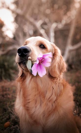 والپیپر موبایل حیوانات: سگ با گل