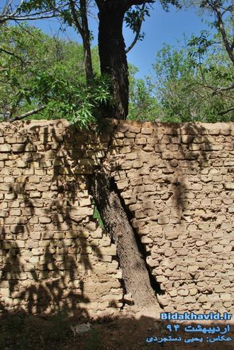 بیداخود - درختی محصور