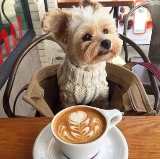 dog at cafe