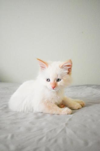 بچه گربه سفید دراز کشیده روی تخت