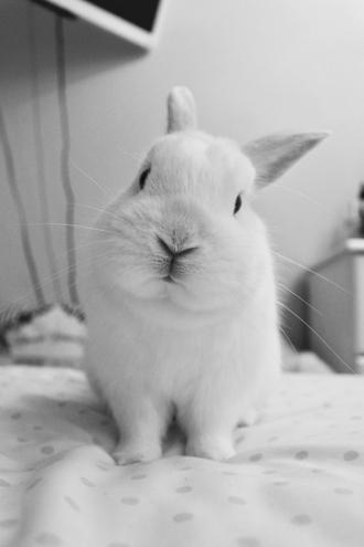 عکس سیاه و سفید خرگوش سفید