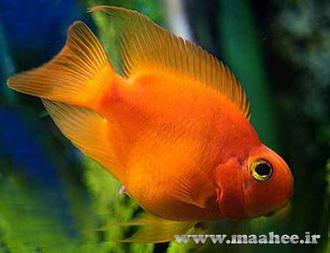 تکثیر و پرورش ماهی پرت (Parrot fish)