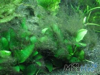 جلبک ریشی یا beard algae