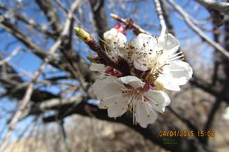 شکوفه درخت زردآلو
