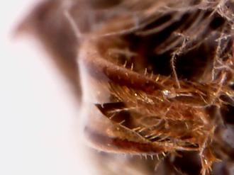 زبان زنبور زیر میکروسکوپ