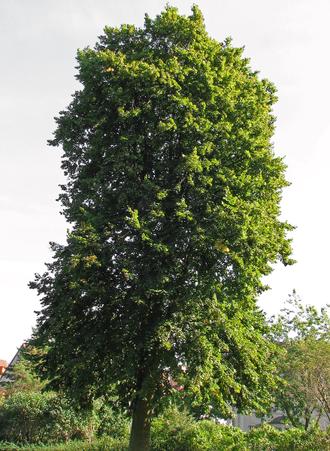 درخت نمدار