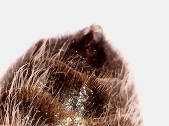  زنبور زیر میکروسکوپ