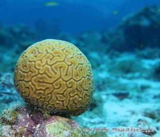 تکثیر مرجان های دریایی