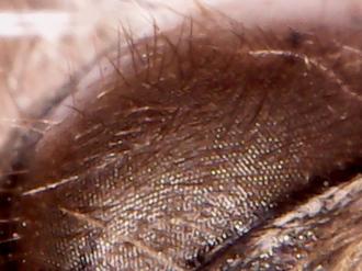 چشم زنبور زیر میکروسکوپ