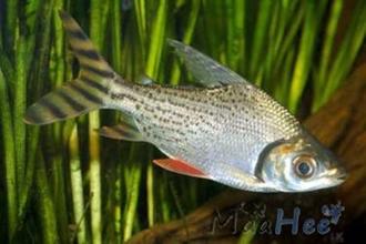 ماهی زینتی دم پرچمی یا پروکیلودوس نقره ای به دسته ماهیان آکواریومی آب شیرین تعلق دارد