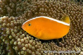 ماهی زینتی دلقک ماهی اسکانک نارنجی به دسته ماهیان آکواریومی آب شور تعلق دارد