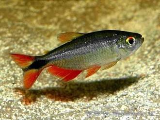 ماهی زینتی تترا بوینس آیرس به دسته ماهیان آکواریومی آب شیرین تعلق دارد