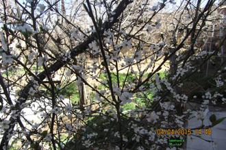 شکوفه  درخت آلوچه