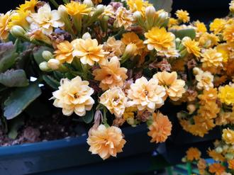 گل کالانکوا ( وبلاگ گل زیبا خراسان رضوی )