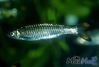 ماهی زینتی رازبورای دم قیچی به دسته ماهیان آکواریومی آب شیرین تعلق دارد