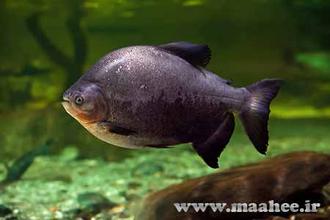 ماهی زینتی پاکوی سیاه از جمله ماهیان آکواریومی آب شیرین است