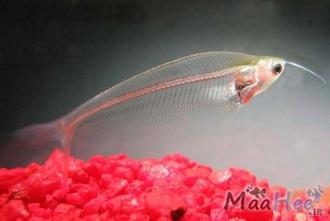 ماهی زینتی گربه ماهی شیشه ای به دسته ماهیان آکواریومی آب شیرین تعلق دارد