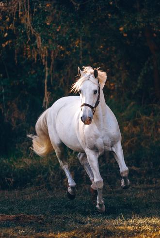 دویدن اسب سفید